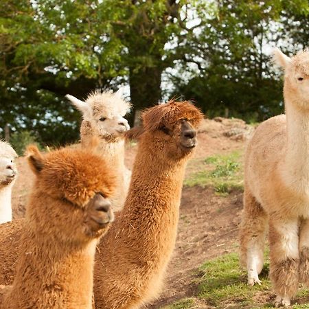 The Llama Hut Kirklevington 외부 사진